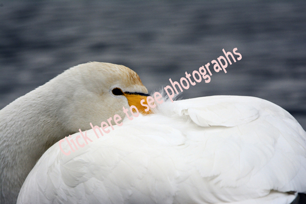 Click here to see photographs of various Swan species