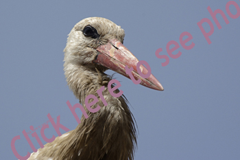 Click here to see photographs of the White Stork