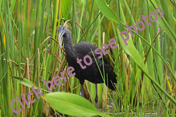 Click here to see photographs of the North American Glossy Ibis