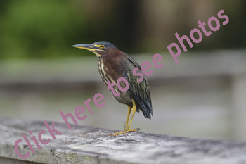 Click here to see photographs of the Green Heron