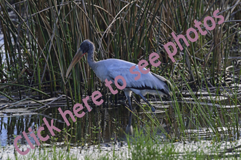 Click here to see photographs of the Wood Stork