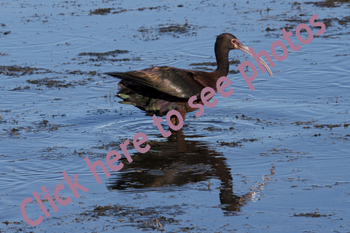 Click here to see photographs of the White-faced Ibis