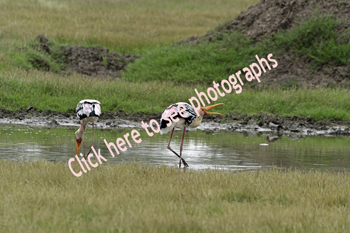 Click here to see photographs of Painted Stork