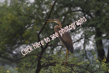 Click here to see photographs of the Purple Heron