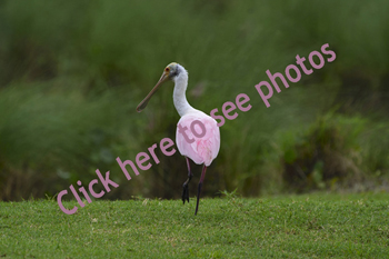 Click here to see photographs of the beautiful pink, Roseate Spoonbill