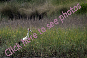 Click here to see photographs of South America's Maguari Stork