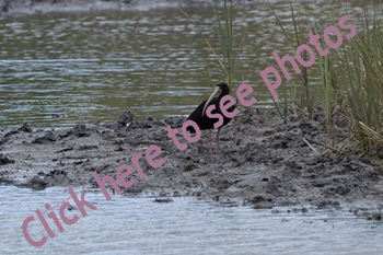 Click here to see photographs of the Bare-faced Ibis