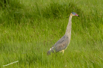 Click here to see photographs of the Whistling Heron