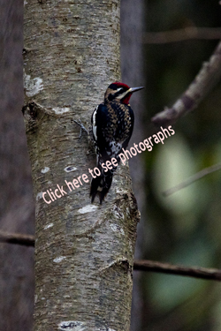 Click here to see photographs of the Yellow-bellied Sapsucker