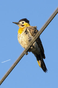 Click here to see photographs of the Campo Flicker