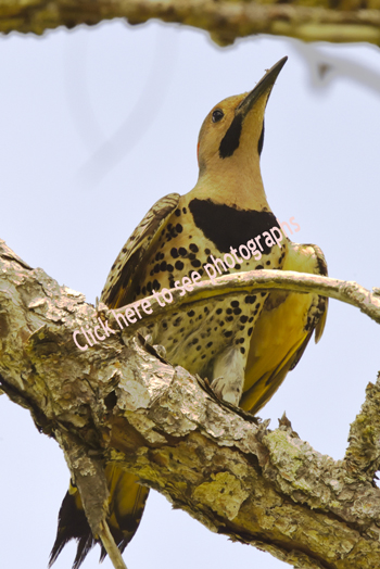 Click here to see photographs of the Northern Flicker