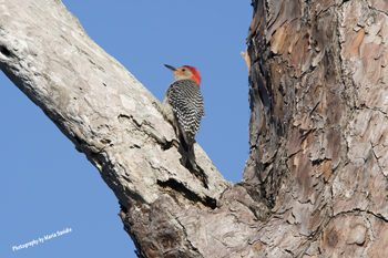 Photographs of Piciformes - Woodpeckers