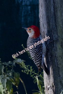 Click here to see photographs of Red-bellied Woodpecker