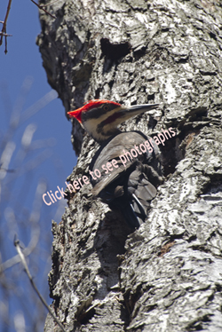 Click here to see photographs of the Pileated Woodpecker