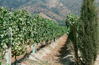 Vineyard in Chile 2012-6833-24