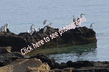 Balos, Crete, Greece 2017-8DS-5479, Little Egret with Gray Heron