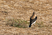 Balos, Chania Nomos, Crete 2017-5459,Eastern Black-earred Wheatear