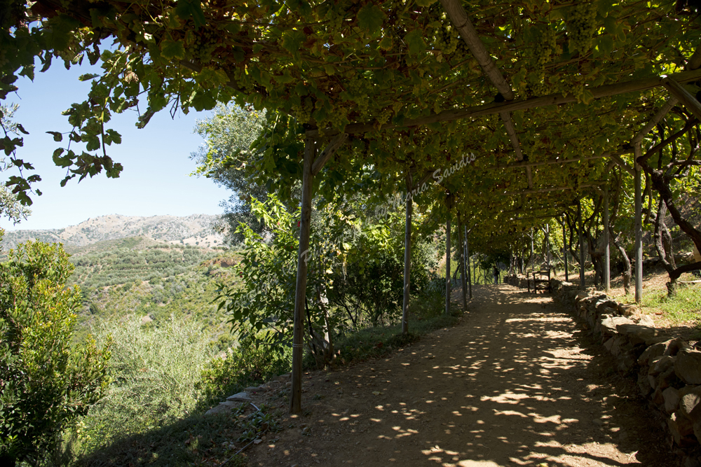 Greece-Crete-ChaniaNomos-BotanicalPark-Gardens-ofCrete