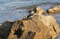 Chania, Crete 2017-8DS-5937, Hooded Crow