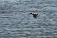 Chania, Crete 2017-8DS-5950, Hooded Crow