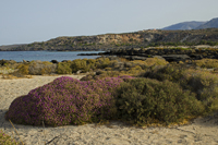 Elefonisi Beach, Chania Nomos, Crete, Greece 2017-70D-9311