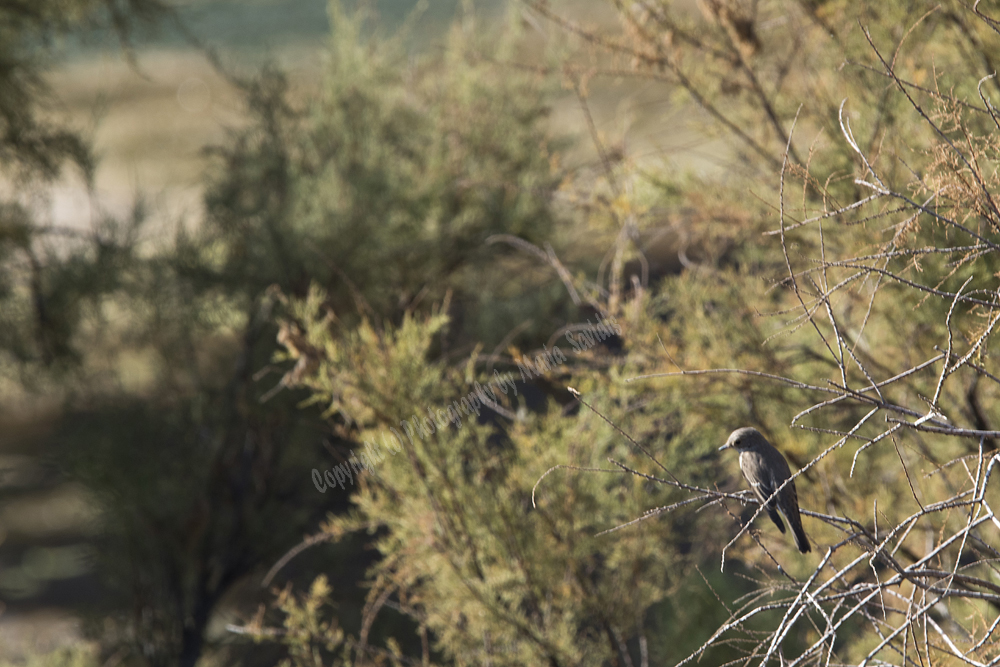 Spotted Flycatcher, Almiros Wetlands, Iraklion Nomos, Crete, Greece, 2017