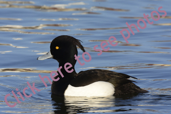 Click here to see photographs of Tufted Duck