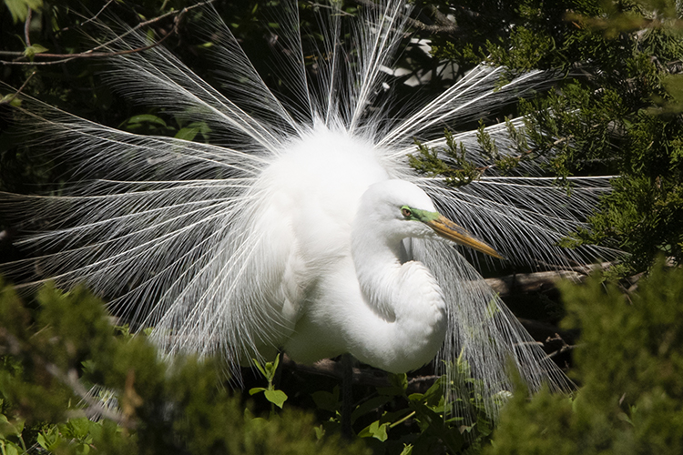 Nuptial plumes of the courting Great Egret, Ocean City Rookery, Ocean City, NJ 2021