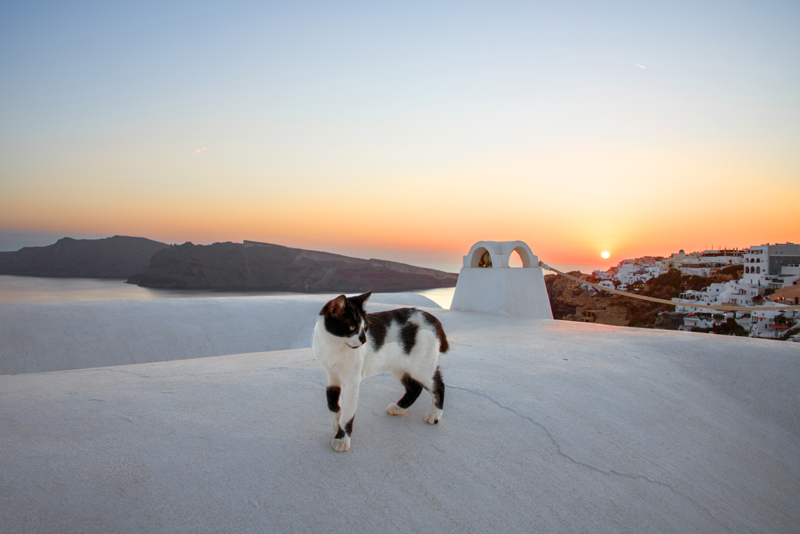 Cat on a Cool Cement Roof - Sunset in Oia, Santorini, Greece 2021