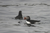 Two Atlantic Puffin, Maine