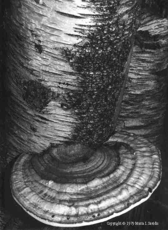 Black and White photos captured between 1964-1984 - Maria Savidis
