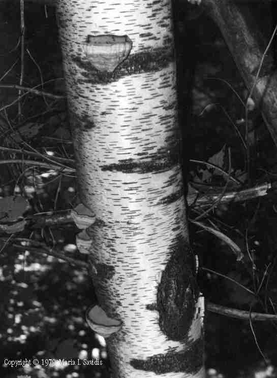 Black and White photos captured between 1964-1984 - Maria Savidis
