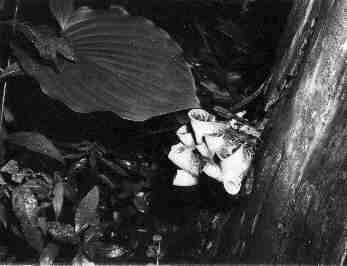 Black and White photos captured between 1964-1984 - Maria Savidis