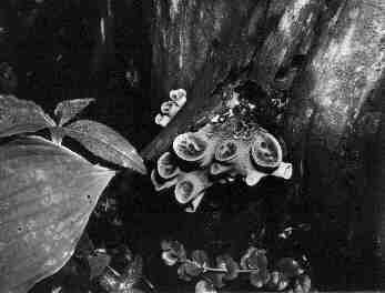 Black and White photos captured between 1964-1984 - Maria Savidis