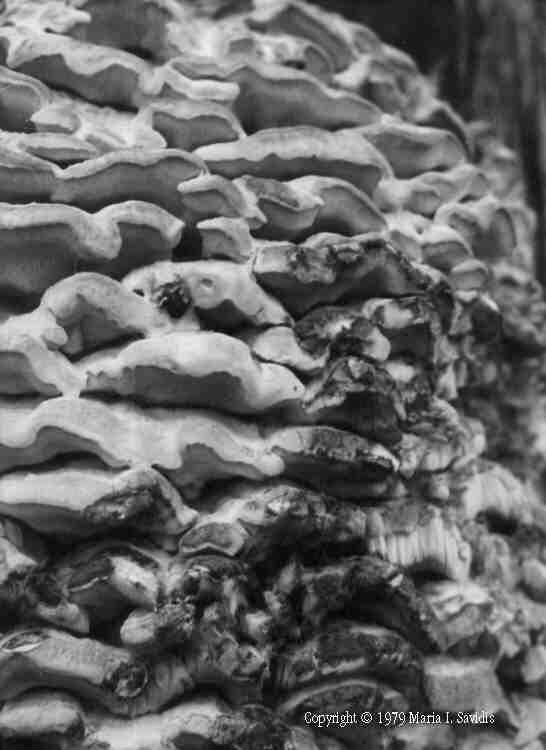 Black and White photos captured between 1964-1984 - Maria Savidis