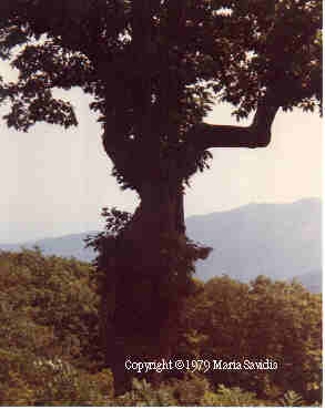 tree-virginia-1978.JPG (10679 bytes)