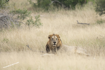 Kruger National Park Photos