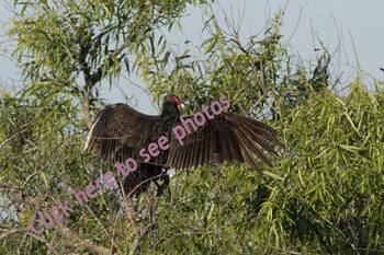 Click here to see more photographs of Vultures by Maria Savidis