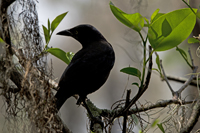 Arthur B Miller Loxahatchee National Wildlife Refuge, Boyton Beach, FL 2018-DSC-1636, Fish Crow