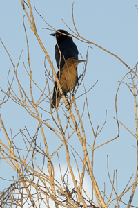 Arthur B Marshall Loxahatchee National Wildlife Preserve, FL 2018-DSC-1685