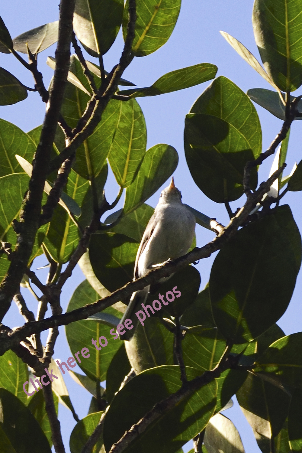 Click here to see photographs of Gnatcatchers