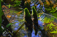Click here to see photos of Fern Forest Nature Center, Coconut Creek, Florida