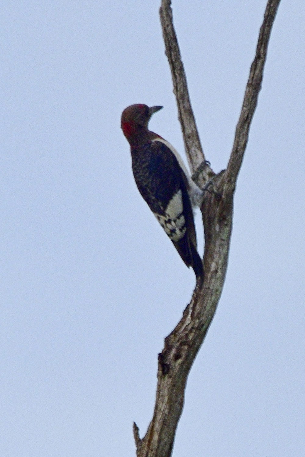 Red-headed Woodpecker, Green Cay Nature Center, Boyton Beach, Florida 2018-8DS-0176