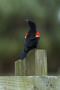 Jupiter, FL 2018-DSC-3323, Red-winged Blackbird