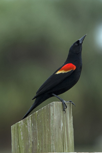 Jupiter, FL 2018-DSC-3326, Red-winged Blackbird