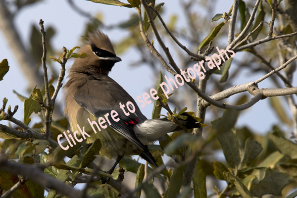 Click here to see photographs of Waxwing Passerine Birds
