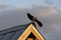 Click here to see the Boat-tailed Grackle