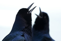 Sebastian, FL 2018-DSC-2664, Boat-tailed Grackle