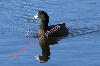 Click here to see more photographs of Coot, both American and Eurasian by Maria Savidis
