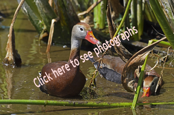 Click here to see photographs of Whistling Duck